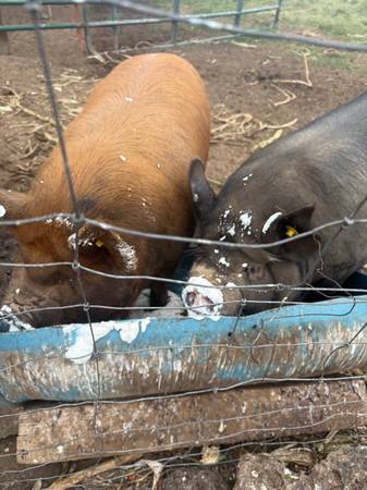Pig Shares 1