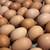 Chicken laying hens pullets 7 thumbnail
