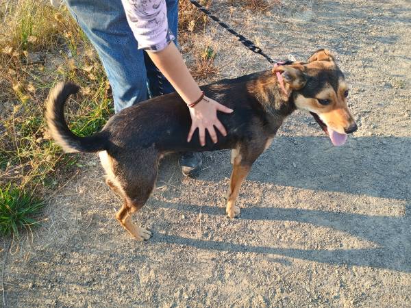 Year old mixed dog free to good home (Hillsboro, OR)63842374325379120