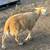 MALE SHEEP 3 thumbnail