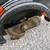 Black & Decker Edge Hog plug-in electric lawn edger metal blade 4 thumbnail