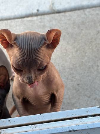 Hairless kittens (Kennewick)63922852700675120