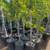 Fruit trees $30- Apples, Avocado, Fig, Peach, Plum, Nectarine, 18 thumbnail