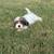 Cavapoo girls 1 thumbnail