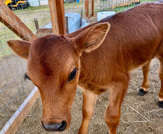 Bottle calf 1