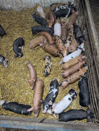 Feeder pigs 1