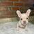 Available for Forever Homes 7 thumbnail