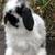 Holland Lop Bunny Rabbit - "Fluff" 8 thumbnail