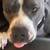 Full breed Pitbull 3 thumbnail