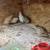 Quail coturnix 1 thumbnail