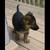 AKC German Shepard Puppy 5 thumbnail