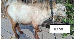 Nigerian Dwarf Wither 1