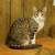 Barn Cats 2 thumbnail