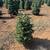 3’-5’ #2 grade Noble / Nordmann Fir Christmas trees 3 thumbnail
