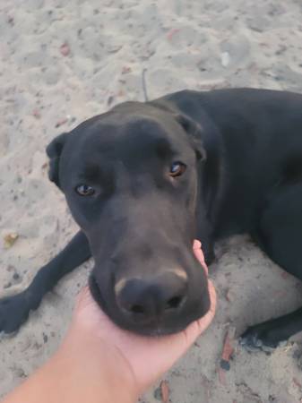 Dog rehoming fee 100$ (Palmdale)63865302690561121