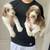 Standard poodle 3 thumbnail