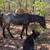 2025 Bay/Blue Roan Colt 8 thumbnail