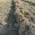 Good grass hay 2 thumbnail