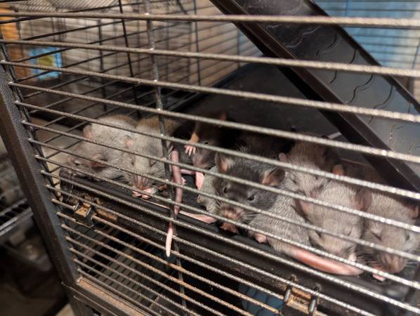 Domestic fancy rats pups (Rockville)63843455910913124