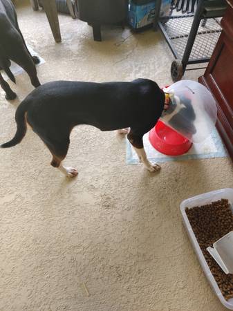 Rehoming our beloved Coco (Marion Oaks)63687883350913120
