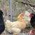 purebred lavender orpingtons roosters 4 thumbnail