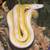 Reticulated Python, DWARF 1 thumbnail