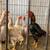Ko shamo bantams 6 thumbnail