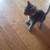 Free Kittens For Adoption. 11 thumbnail