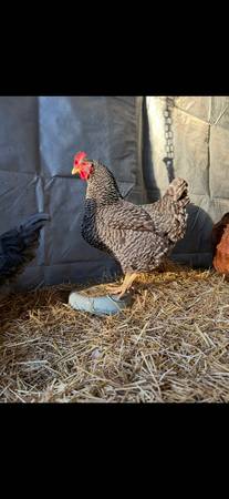 3 hens63903227609346120
