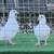 Pigeons - White Homing Pigeons 3 thumbnail