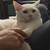 Rehoming beautiful white cat 3 thumbnail