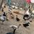 Ducks (young) 2 thumbnail