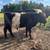 Belted Galloway Cattle for Sale 6 thumbnail