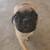 Male pug 3 thumbnail