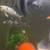 Tricolor 2 thumbnail