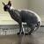 Sphynx pair 6 thumbnail