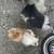 I have a two liters -one is Pomeranian parti and tri and the ot 14 thumbnail