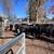 Bred cows 21 thumbnail