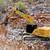 **LICENSED CONTRACTOR**GRADING,TRACTOR,DIGGING,EXCAVATING, LOADER 2 thumbnail