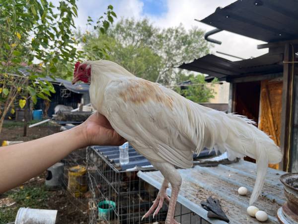 Gamefowl 1