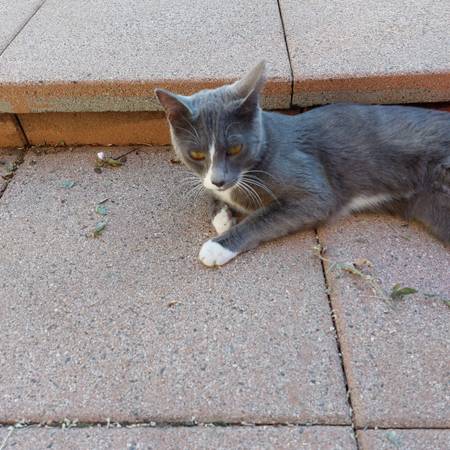 Gatito gris y blanco súper dulce (área de Camas)63821689584513122