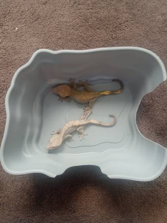 Crested Gecko Pair 1