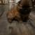 Chow Chow pup 1 thumbnail