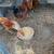Chickens 2 thumbnail