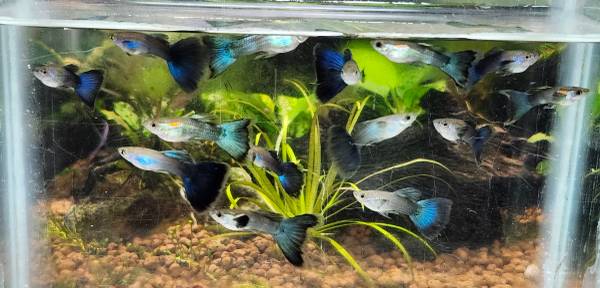 Halfblack green and Halfblack blue males guppies (Airpark)63857444754691120