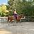 Bombproof, Beginner Safe Paint Horse Gelding for Sale 5 thumbnail
