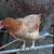 Laying Hens 1 thumbnail