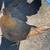 McLean Hatch Game Hen 3 thumbnail