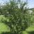 WHITE PINE TREES FOR SCREENING AND LANDSCAPING 21 thumbnail