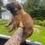 AKC German Shepherd Puppies 11 thumbnail